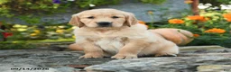 Golden Retriever dogs for sale: Cully - Ad 3