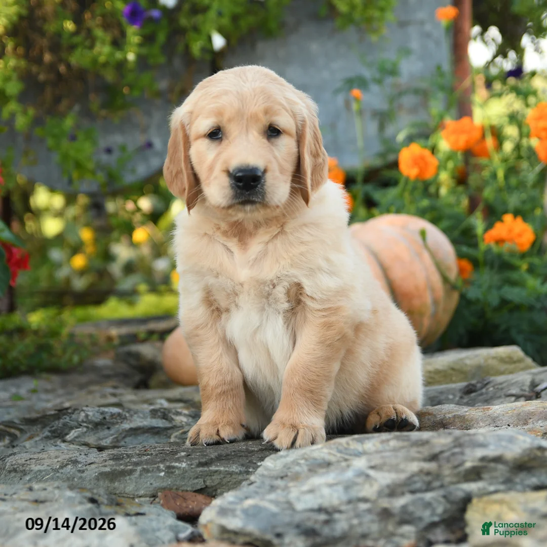 Golden Retriever dogs for sale: Cully - Ad 3