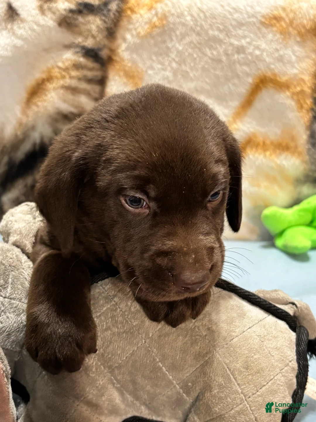 Labrador Retriever dogs for sale: Zak - Ad 2