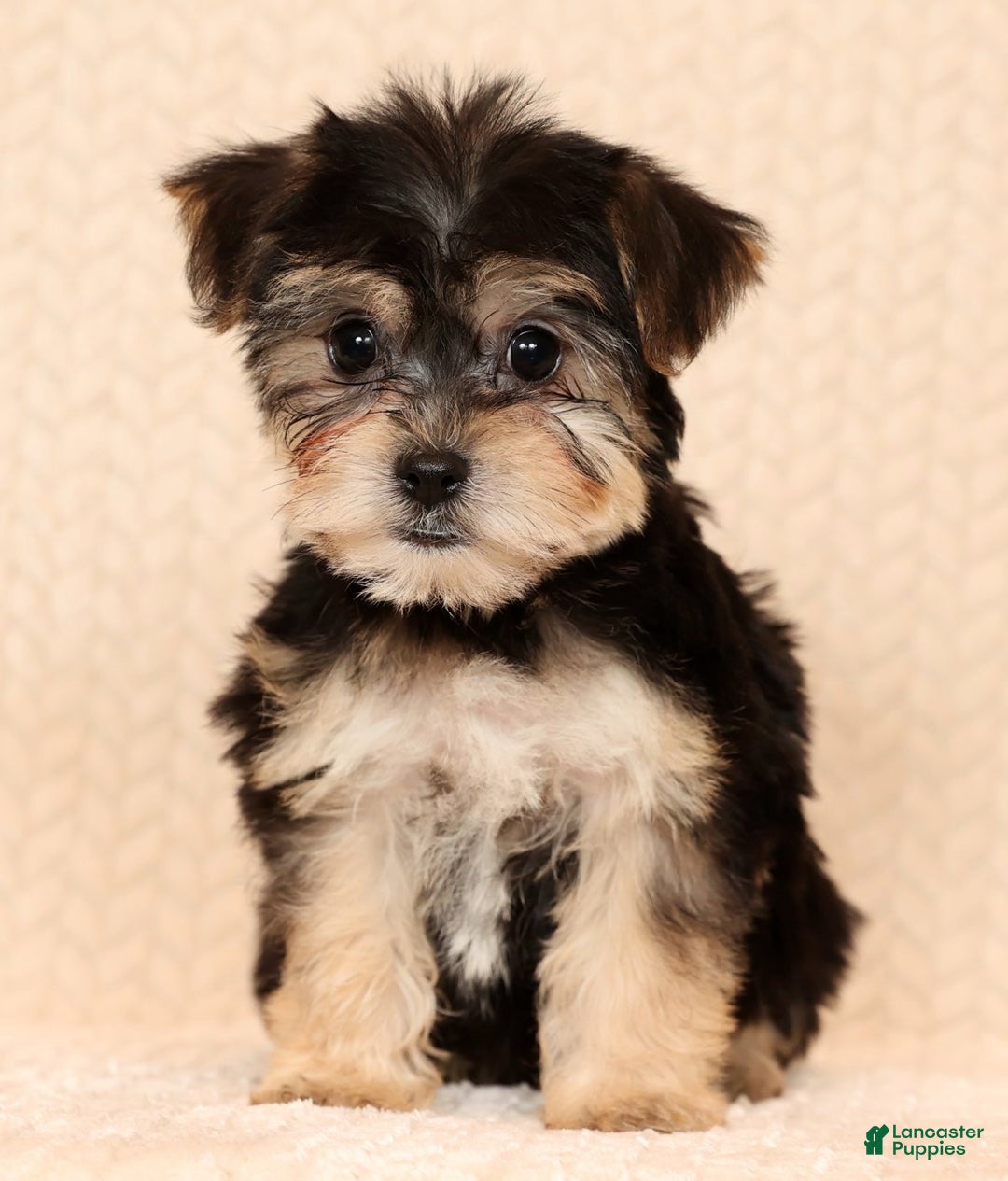 Yochon dogs for sale: Darla - Ad 3