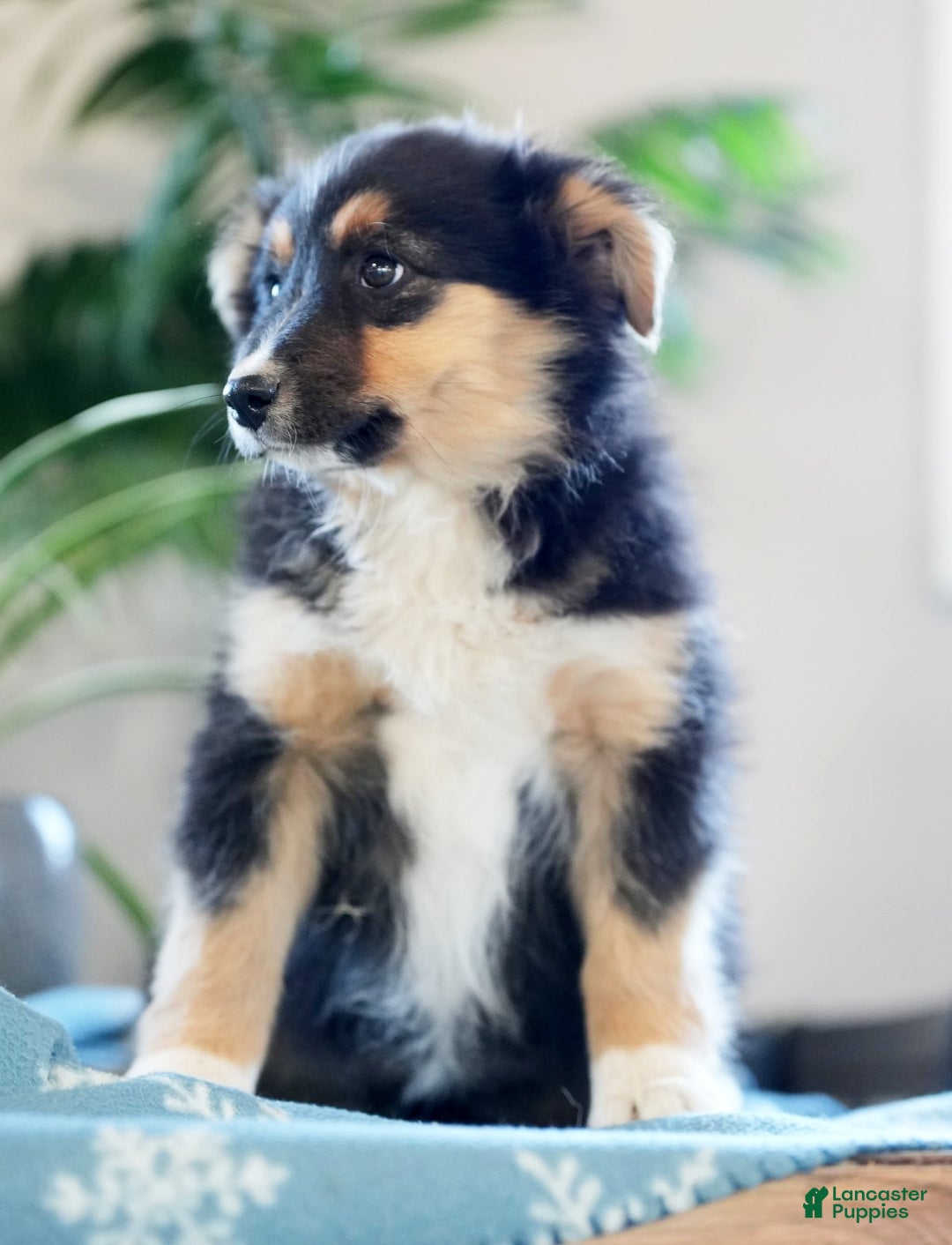Australian Shepherd dogs for sale: Shelly - Ad 2
