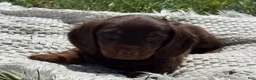 Miniature Dachshund dogs for sale: Garrett - Ad 5