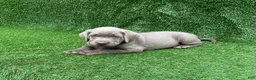 Labrador Retriever dogs for sale: Cole - Ad 3