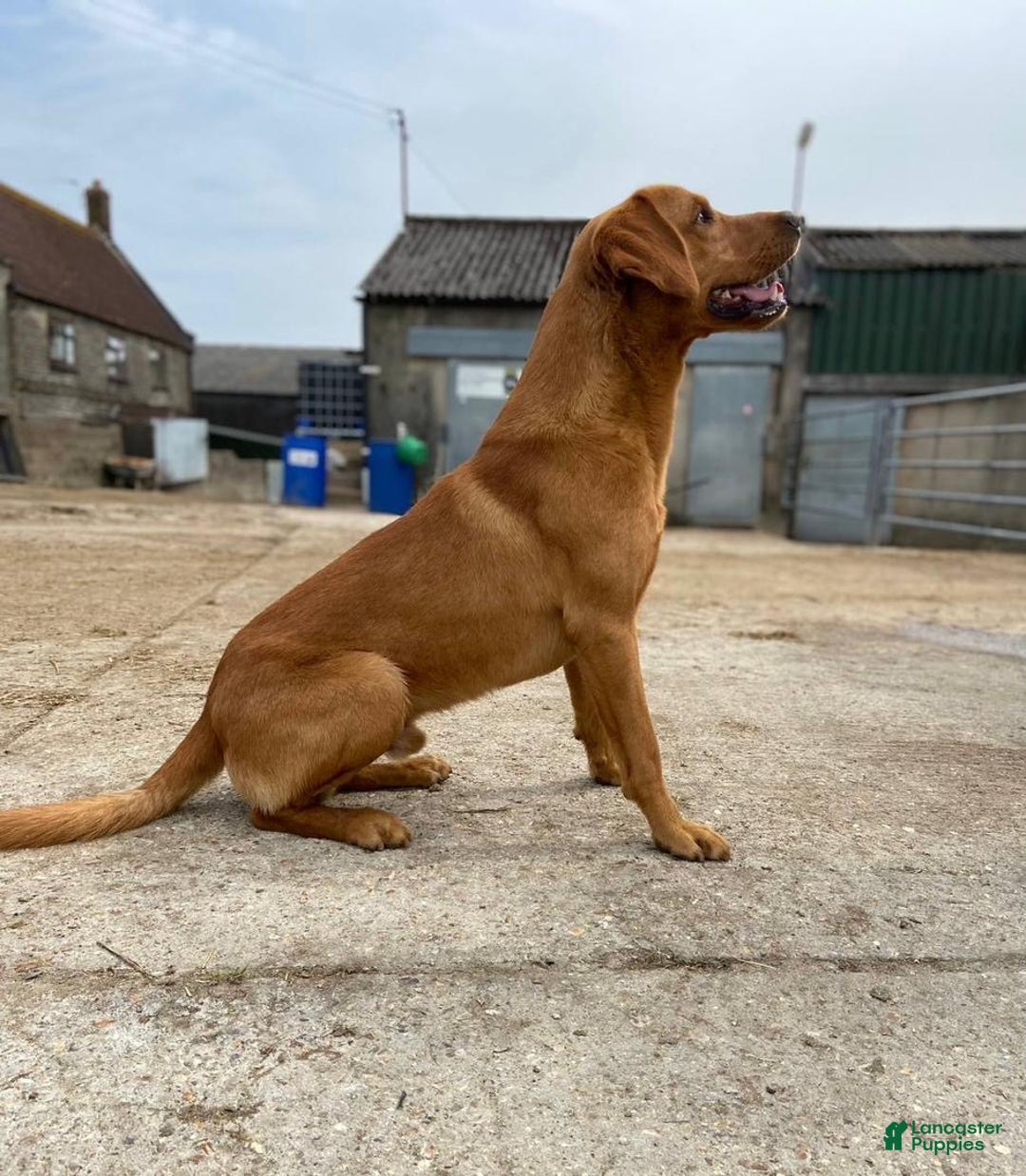 Labrador Retriever Puppy for sale in Nashville Lancaster Puppies