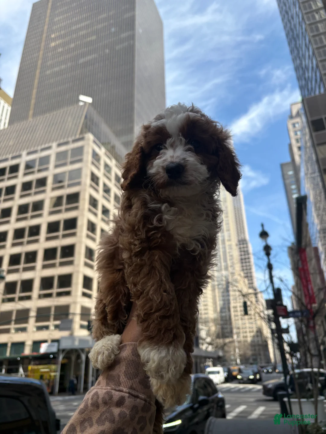 Cavapoo dogs for sale: CASSIE🐾❤️ - Ad 2