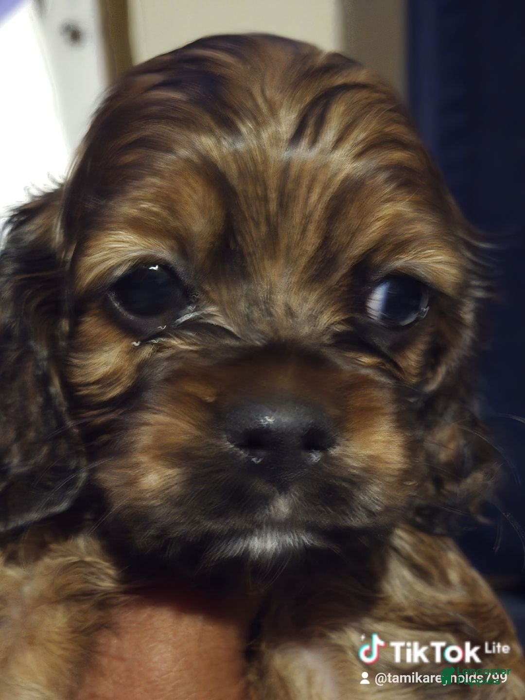 Cocker Spaniel dogs Cocker Spaniel 3 - Ad 5