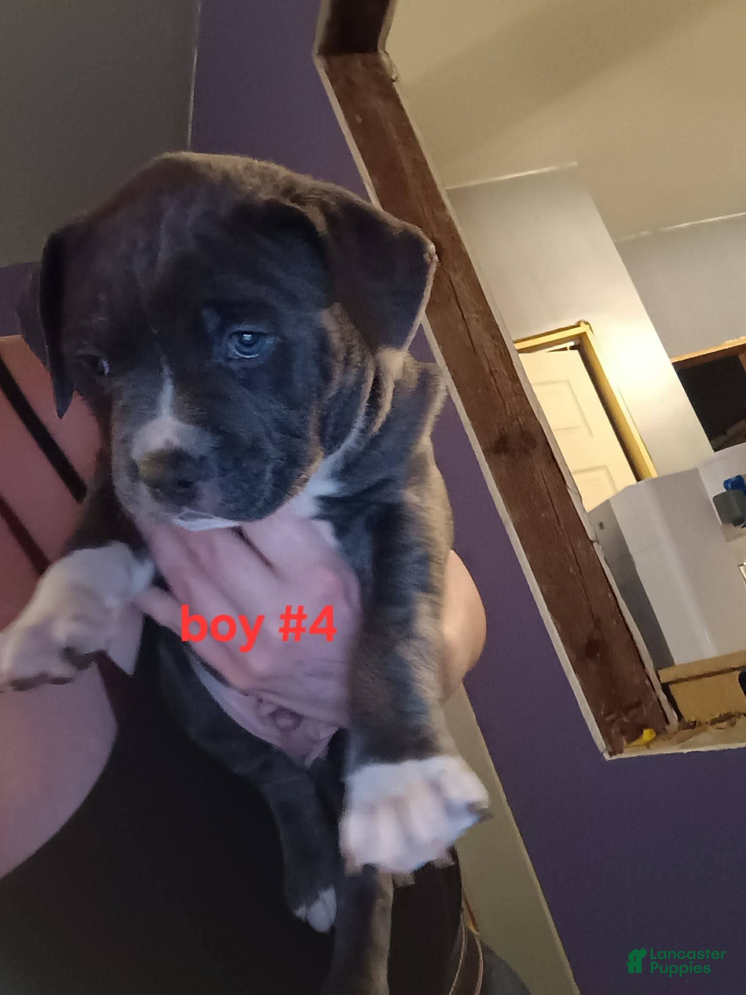 American Pit Bull Terrier dogs American Pit Bull Terrier Puppy 4 - Ad 32