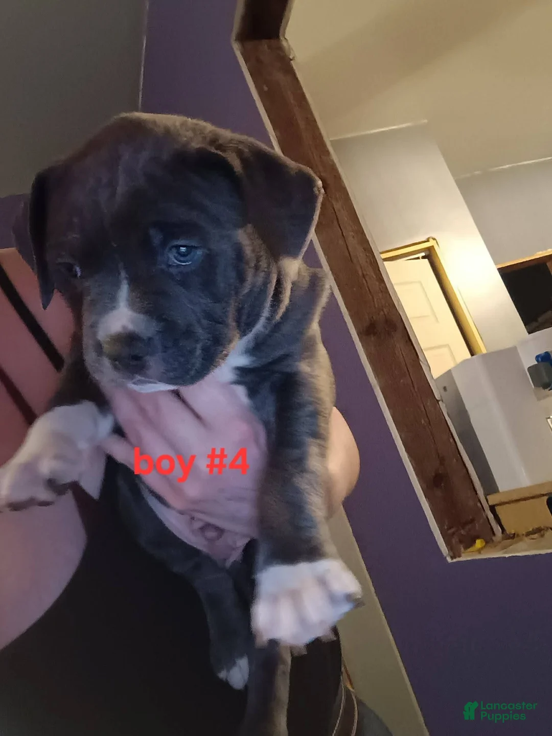 American Pit Bull Terrier dogs for sale: American Pit Bull Terrier Puppy 4 - Ad 1