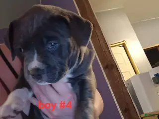 American Pit Bull Terrier dogs American Pit Bull Terrier Puppy 4 - Ad 32