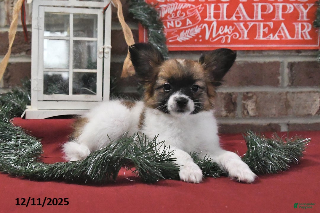 Papillon dogs for sale: Orchid - Ad 5