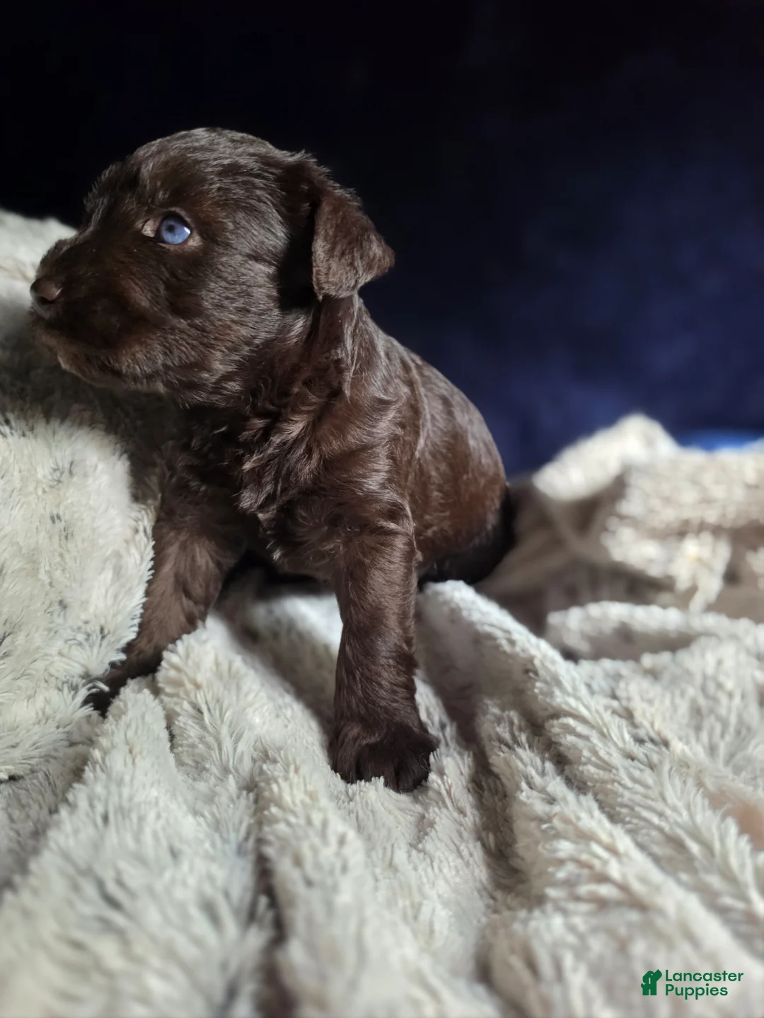 Miniature Schnauzer dogs for sale: Sassy - Ad 2