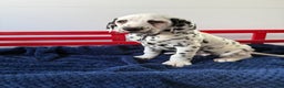 Dalmatian dogs for sale: Tommy - Ad 1