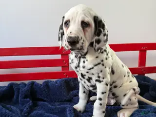 Dalmatian dogs Tommy - Ad 2