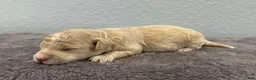Mini Goldendoodle dogs for sale: Tilly - Ad 4