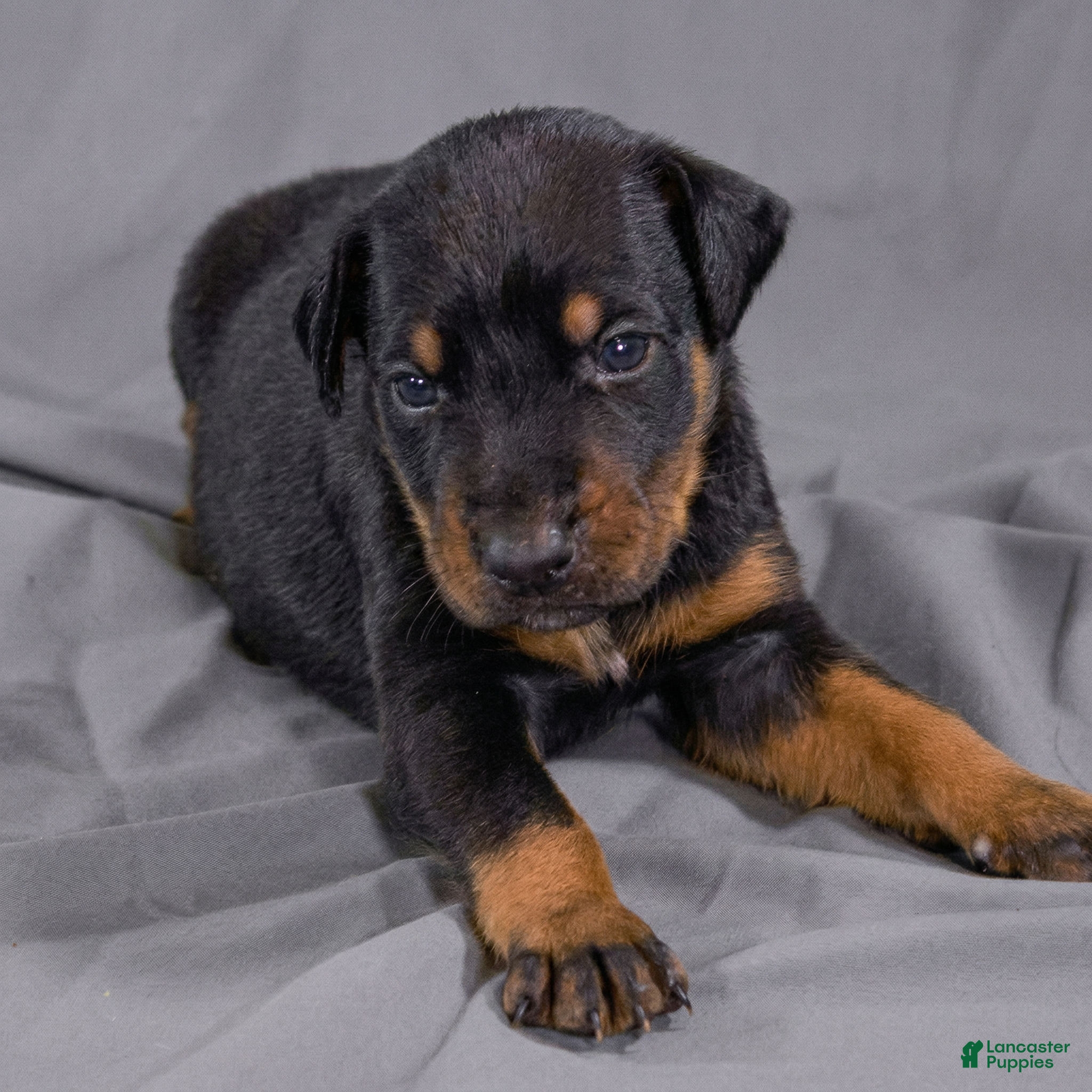 Doberman Pinscher dogs Erebus - Ad 22