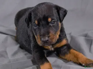 Doberman Pinscher dogs Erebus - Ad 22