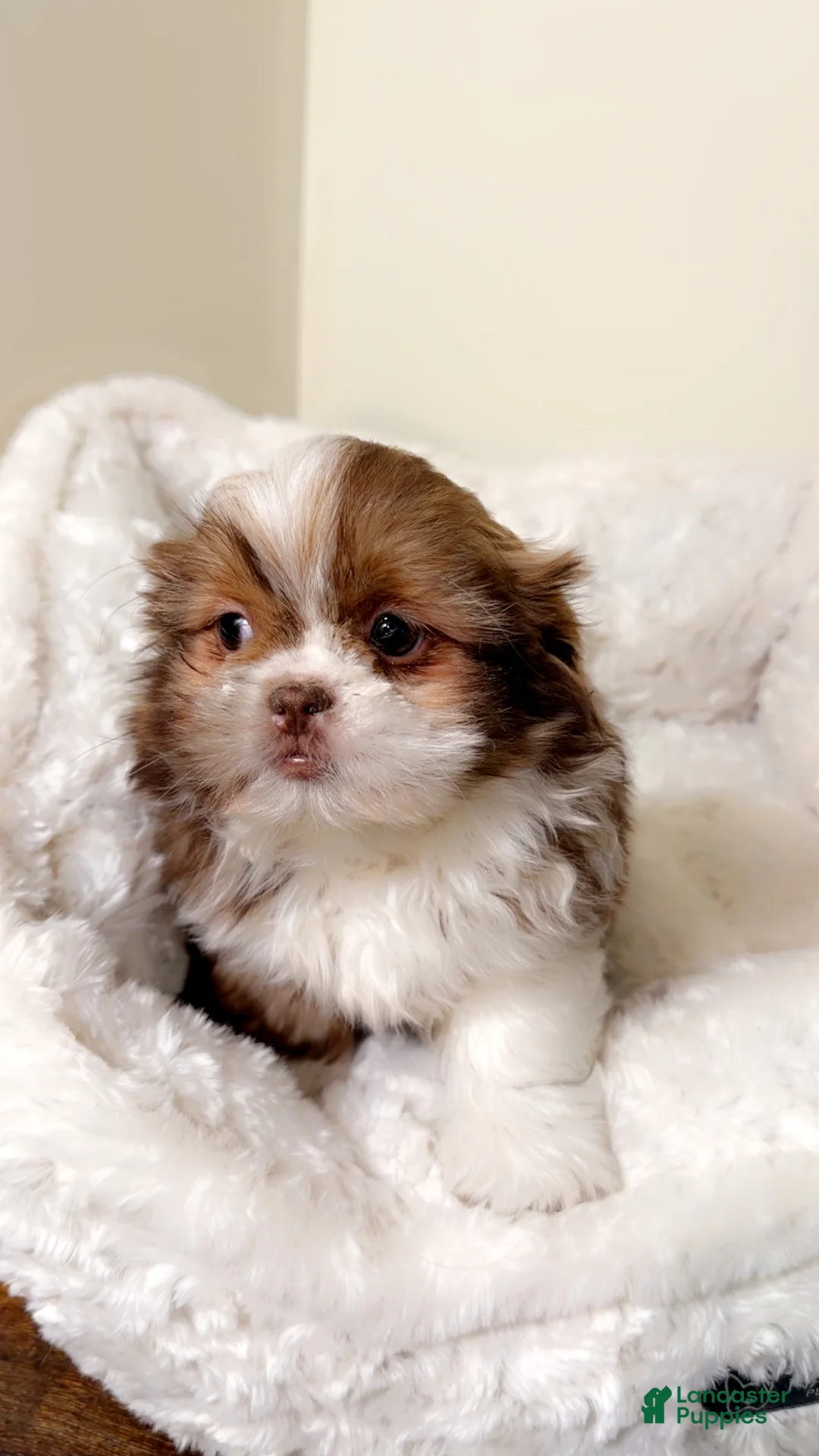 Shih Tzu dogs for sale: Brownie - Ad 5