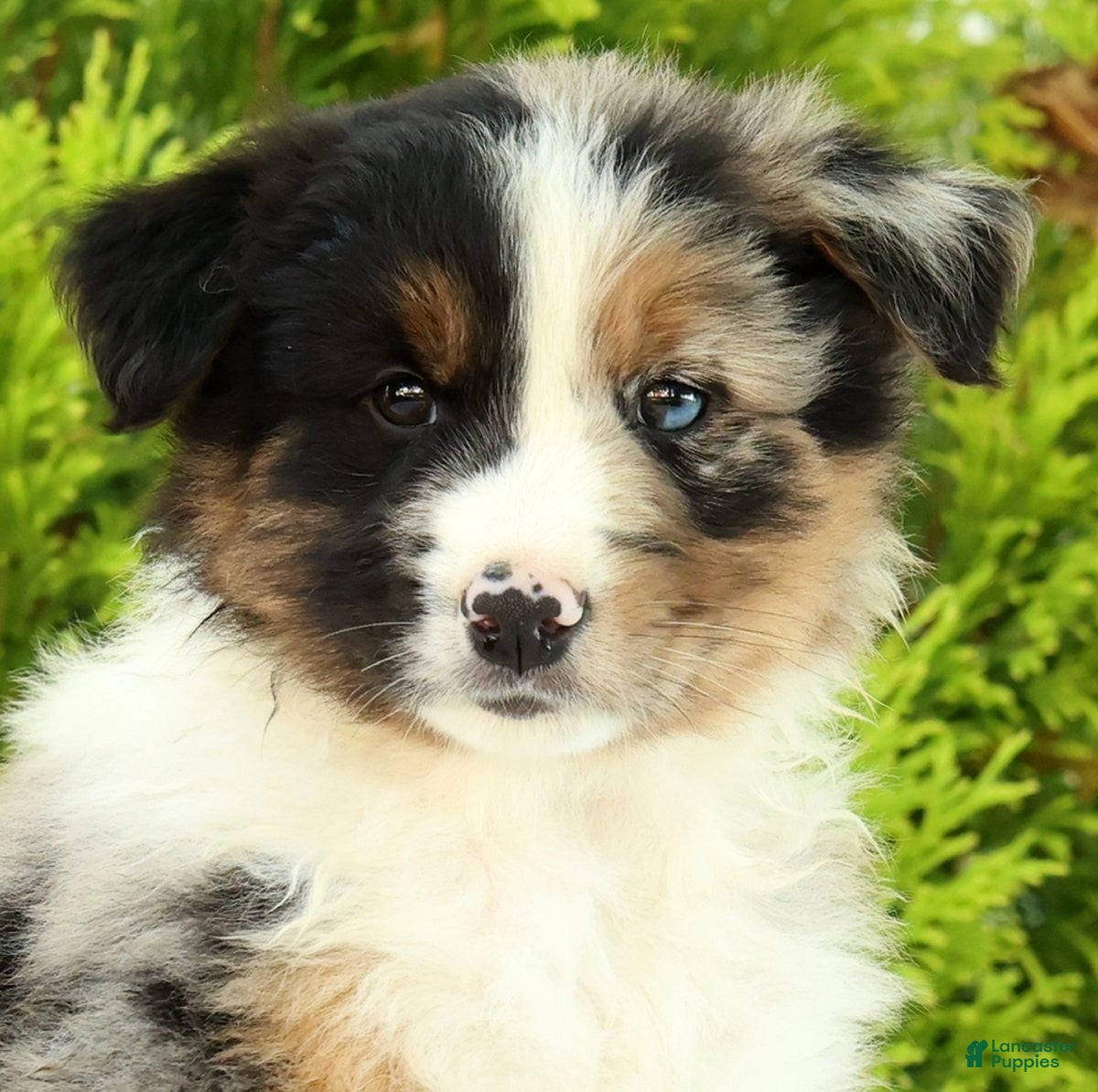 Australian Shepherd dogs for sale: Chip - Ad 6