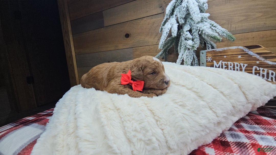 Mini Goldendoodle dogs for sale: Gabriel - Ad 1