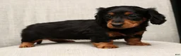 Miniature Dachshund dogs for sale: Millie - Ad 7