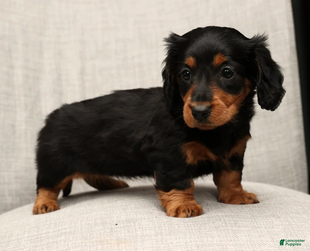 Miniature Dachshund dogs for sale: Millie - Ad 7