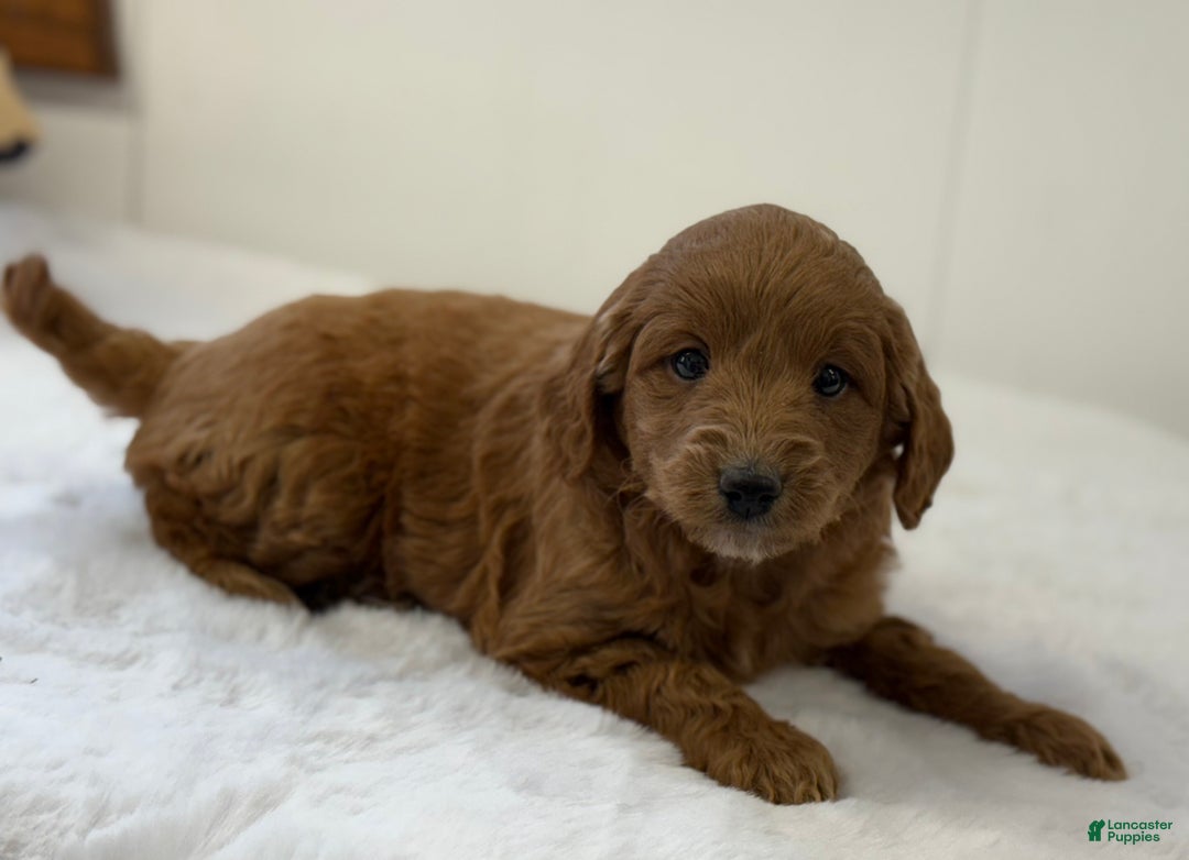 Mini Goldendoodle dogs for sale: Sage - Ad 4