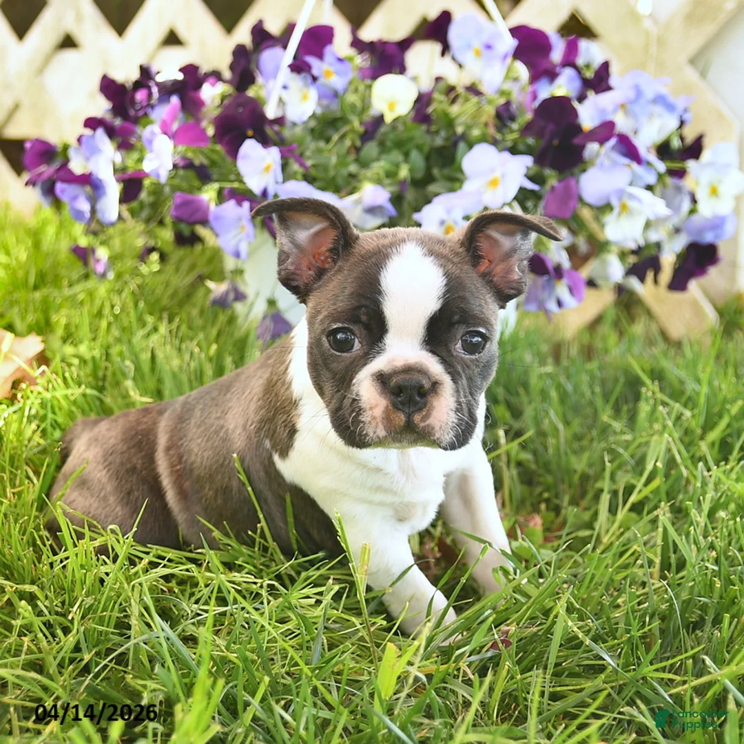 Boston Terrier dogs for sale: Bailey  - Ad 2