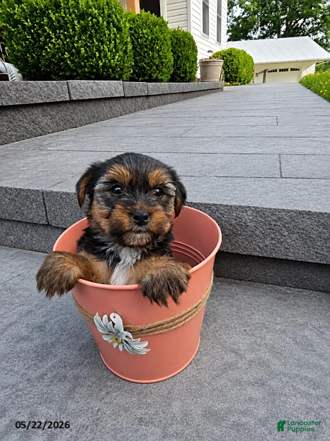 Yorkshire Terrier dogs for sale: Bubby - Ad 1