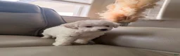 Maltipoo dogs for sale: Maltipoo 1 - Ad 2
