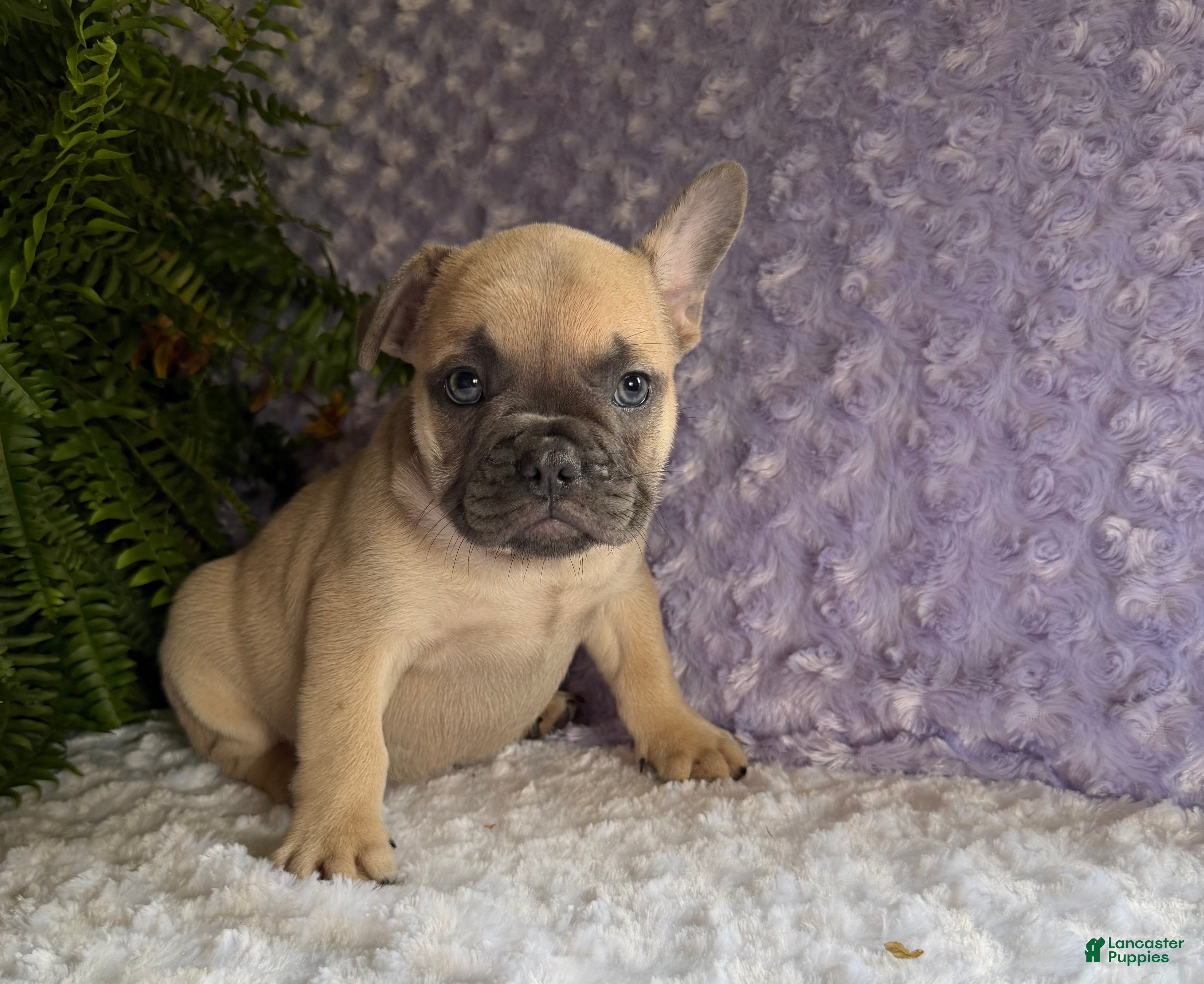 French Bulldog dogs Snoopy  - Ad 1