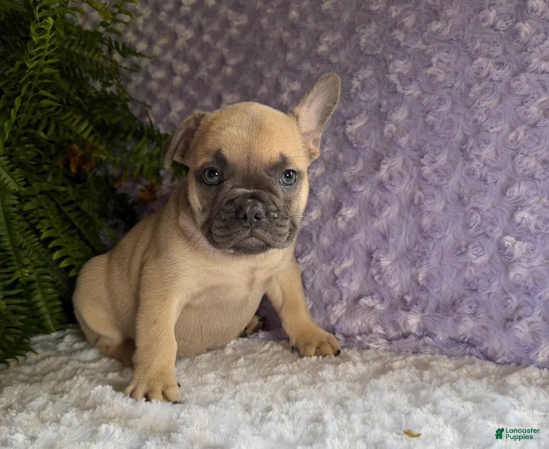 French Bulldog dogs for sale: Snoopy  - Ad 1
