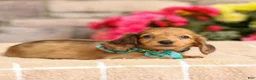 Miniature Dachshund dogs for sale: Millie - Ad 3