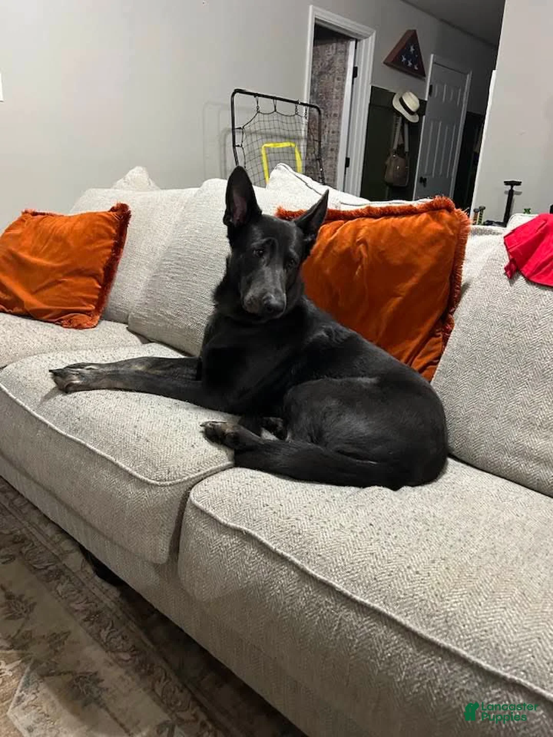 German Shepherd dogs for sale: German Shepherd puppies due Oct 2026 - Ad 2