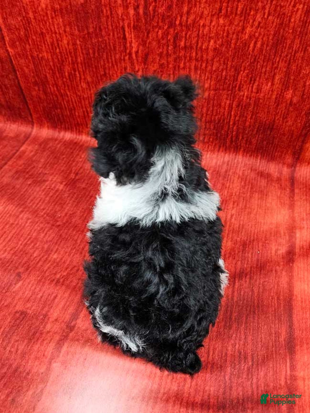 Miniature Poodle dogs for sale: Comet - Ad 4