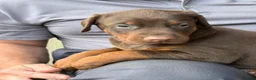 Doberman Pinscher dogs for sale: Doberman Pinscher Puppy 1 - Ad 3