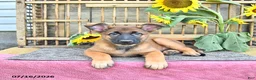 Mixed Breed dogs for sale: Autumn - Ad 1