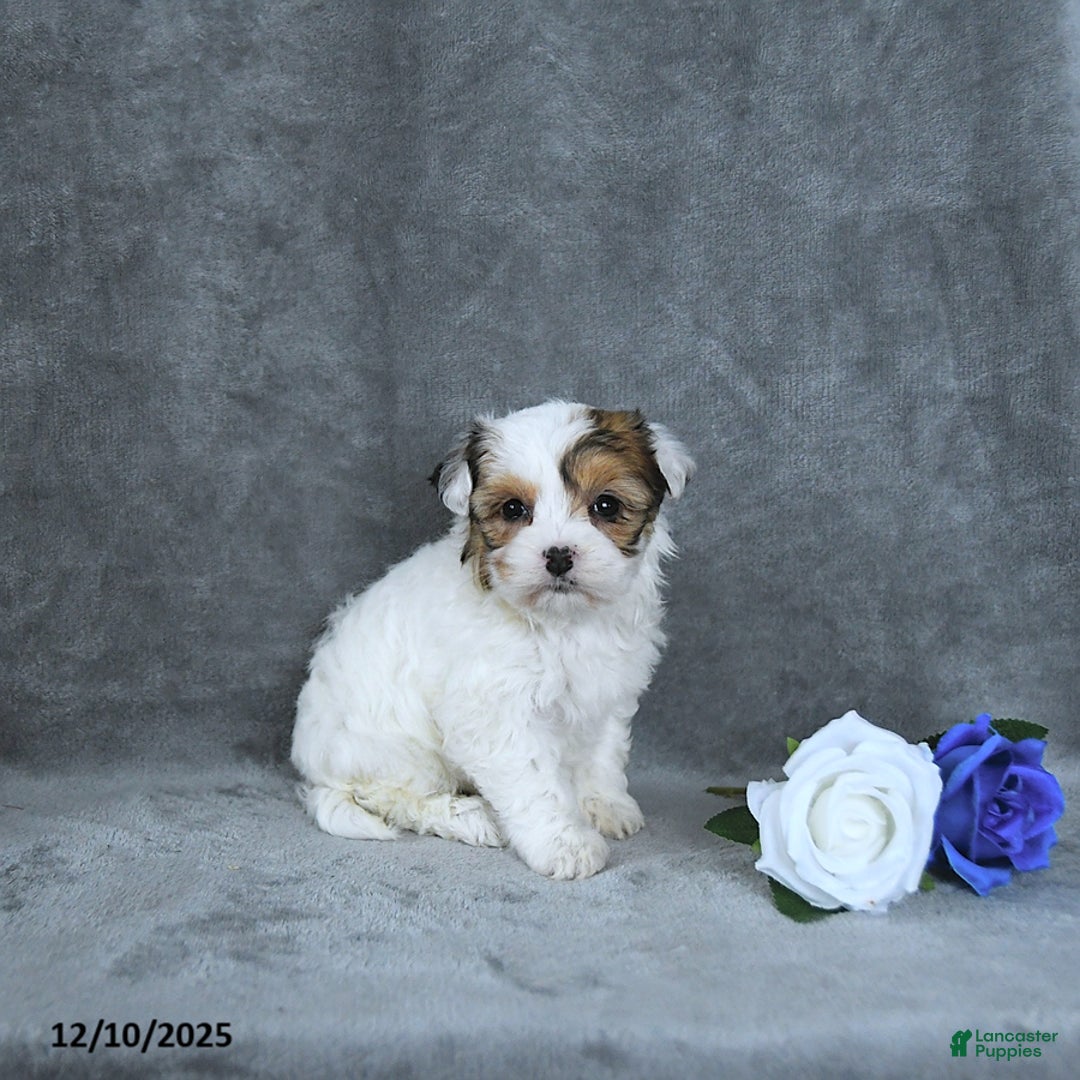 Mixed Breed dogs for sale: Noel EXTRA SMALL - Ad 1