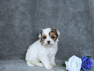 Mixed Breed dogs Noel EXTRA SMALL - Ad 37