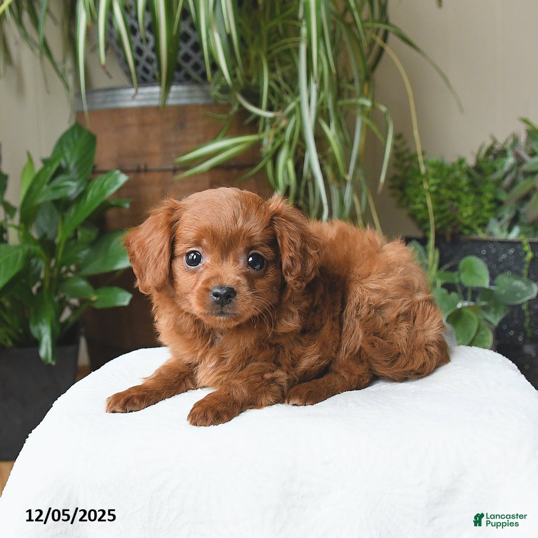 Cavapoo dogs for sale: Leo - Ad 3