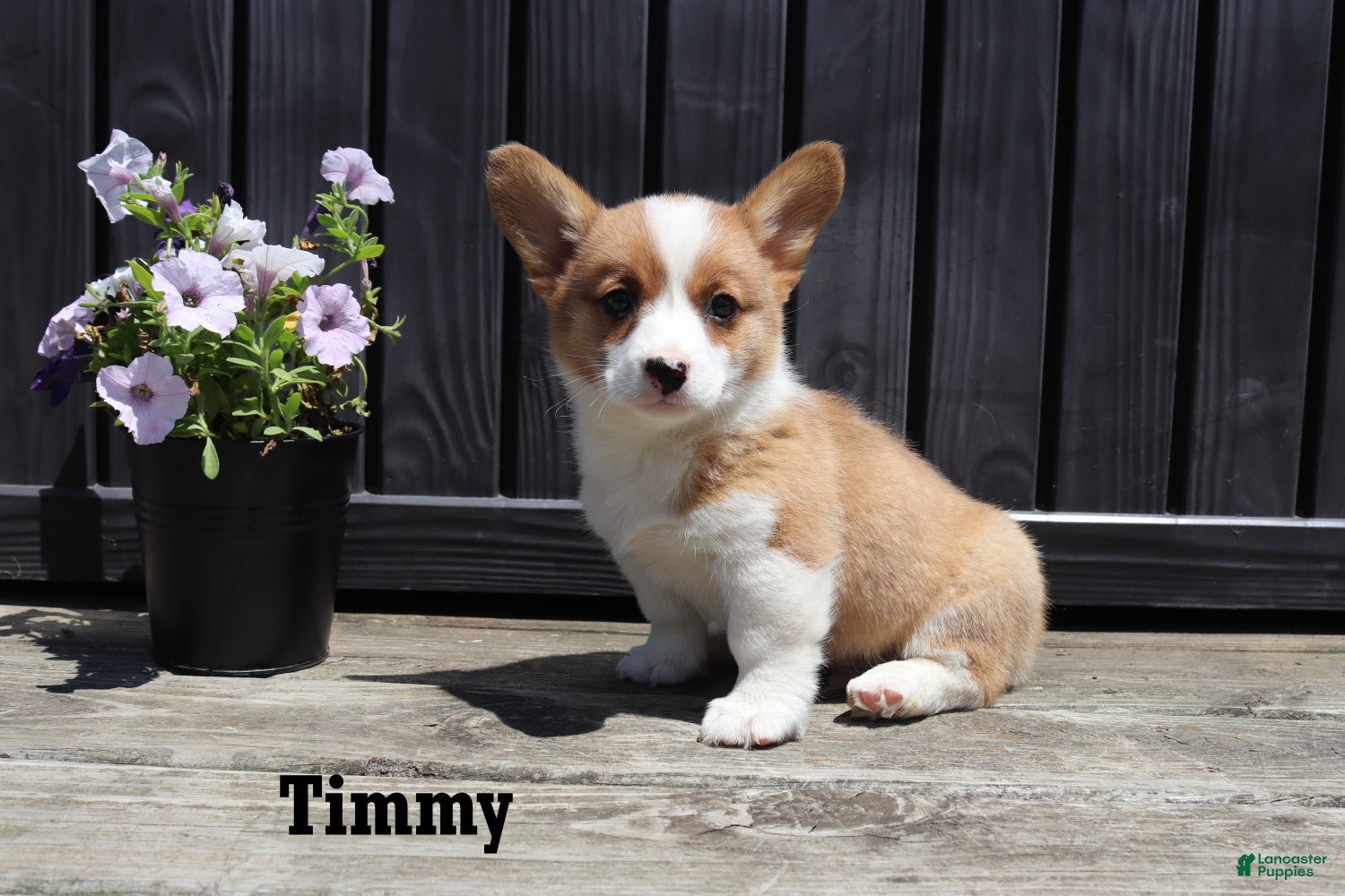 Welsh Corgi Pembroke dogs Timmy - Ad 2
