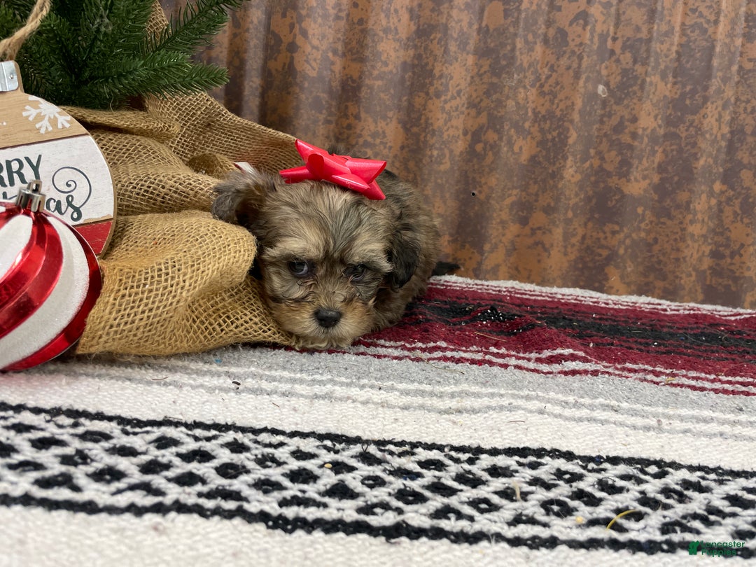 Shihpoo dogs for sale: Callie - Ad 11