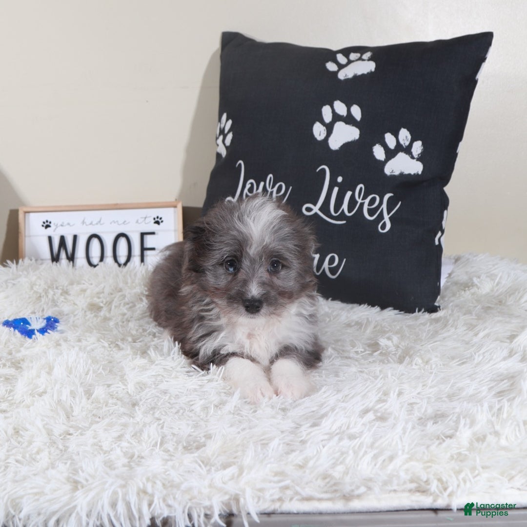 Mini Aussiedoodle dogs for sale: Mini Aussiedoodle Bullseye - Ad 2