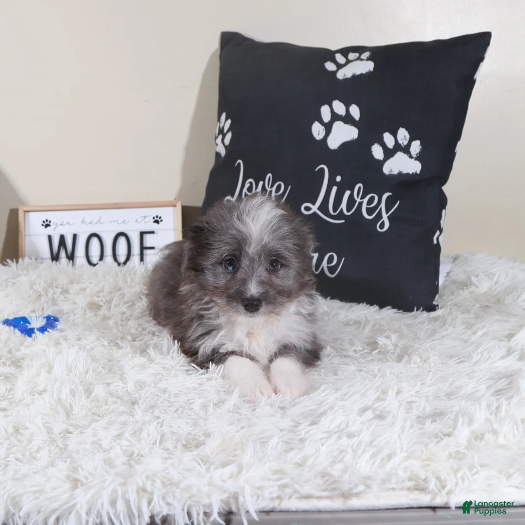 Mini Aussiedoodle dogs for sale: Mini Aussiedoodle Bullseye - Ad 2