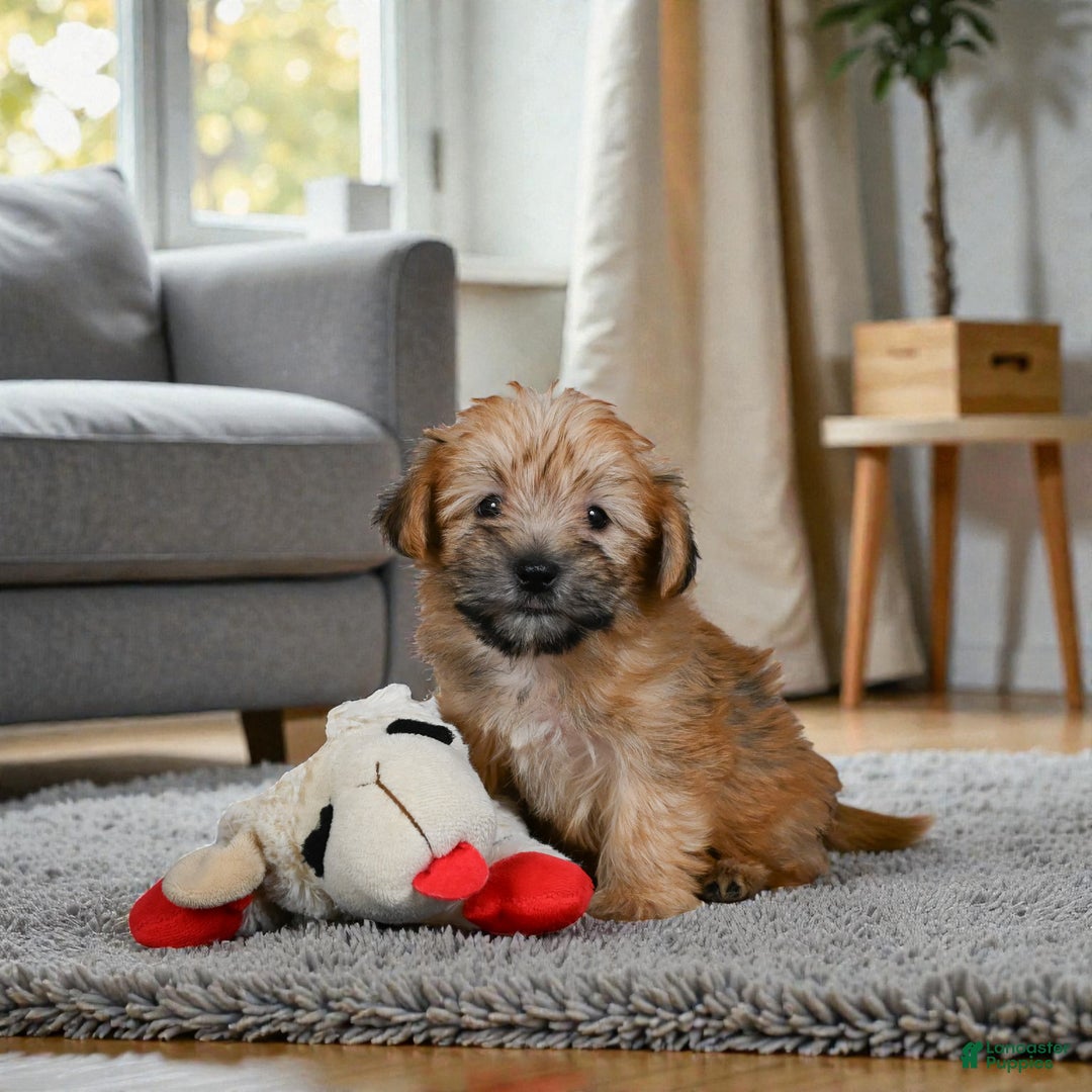 Morkie dogs for sale: LILLY - Ad 6