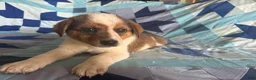 Mixed Breed dogs for sale: Male #1 - Ad 2
