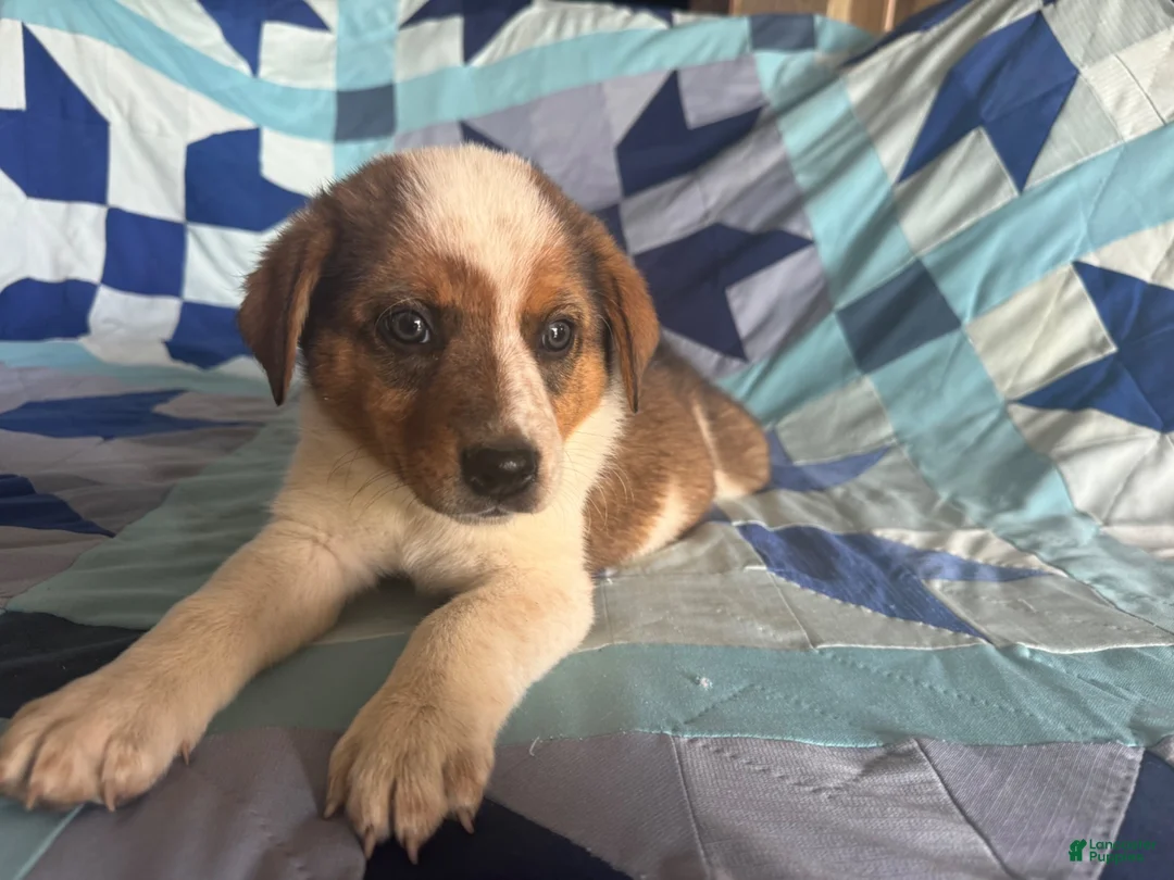 Mixed Breed dogs for sale: Male #1 - Ad 2