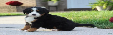 Bonzo 
