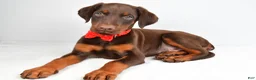 Doberman Pinscher dogs for sale: Hans - Ad 1