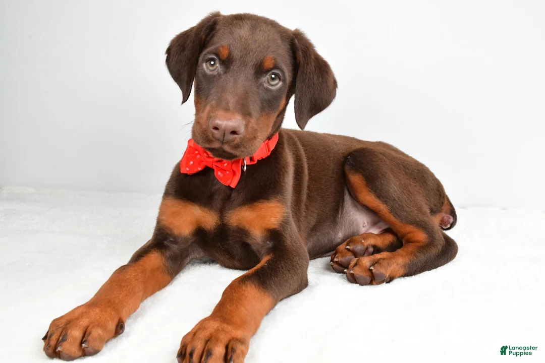 Doberman Pinscher dogs for sale: Hans - Ad 1