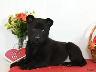 Belgian Malinois dogs Rain - Ad 23